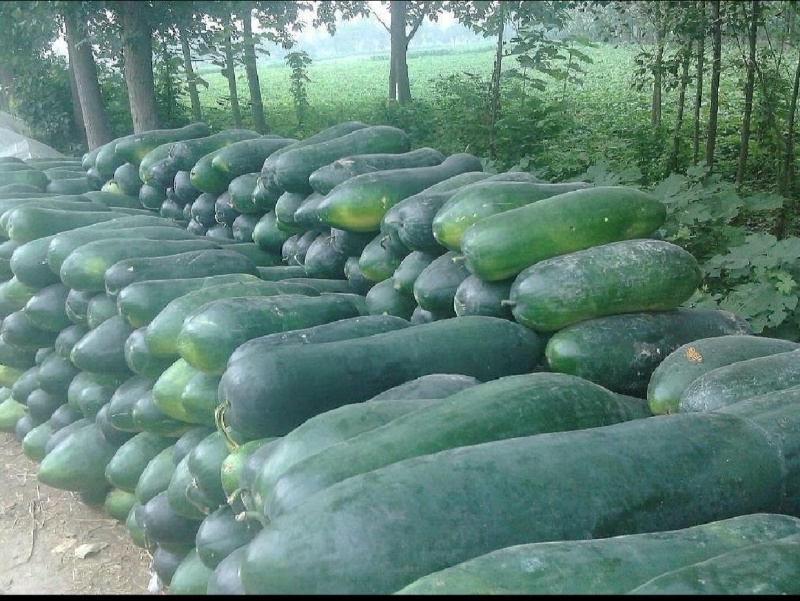 湖北千亩基地，基地直发，人工挑选，质量保证，信誉商家