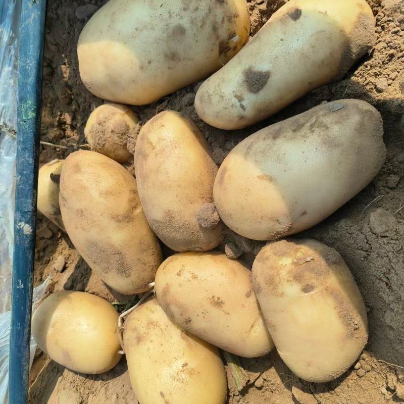 河南土豆基地，对接全国，工厂，电商，市场。