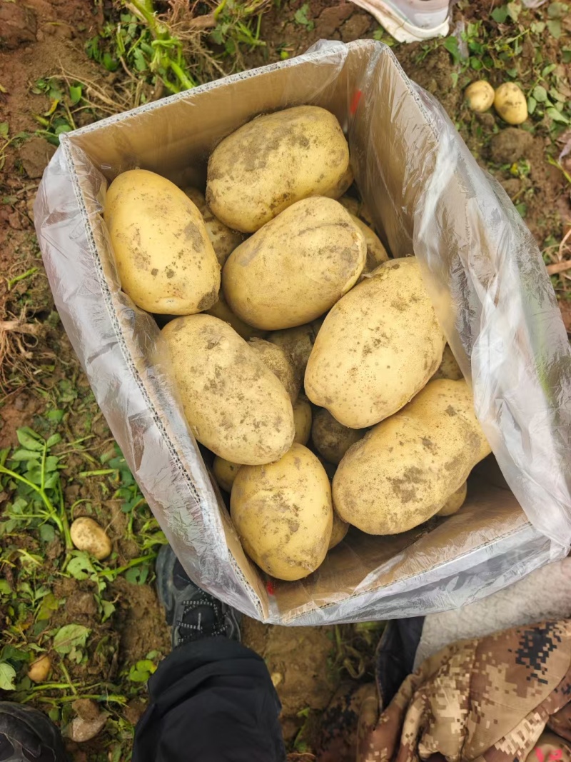 河南土豆基地，对接全国，工厂，电商，市场。