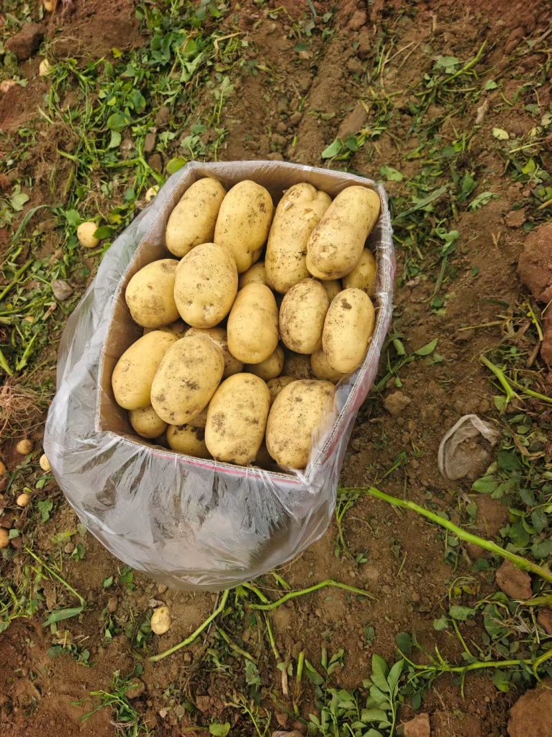 河南土豆基地，对接全国，工厂，电商，市场。