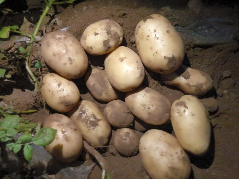 河南土豆基地，对接全国，工厂，电商，市场。