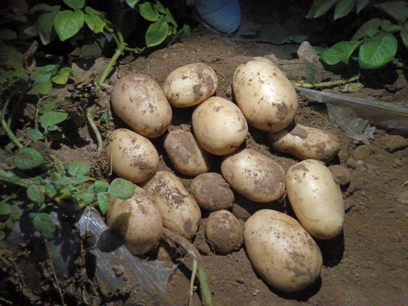 河南土豆基地，对接全国，工厂，电商，市场。