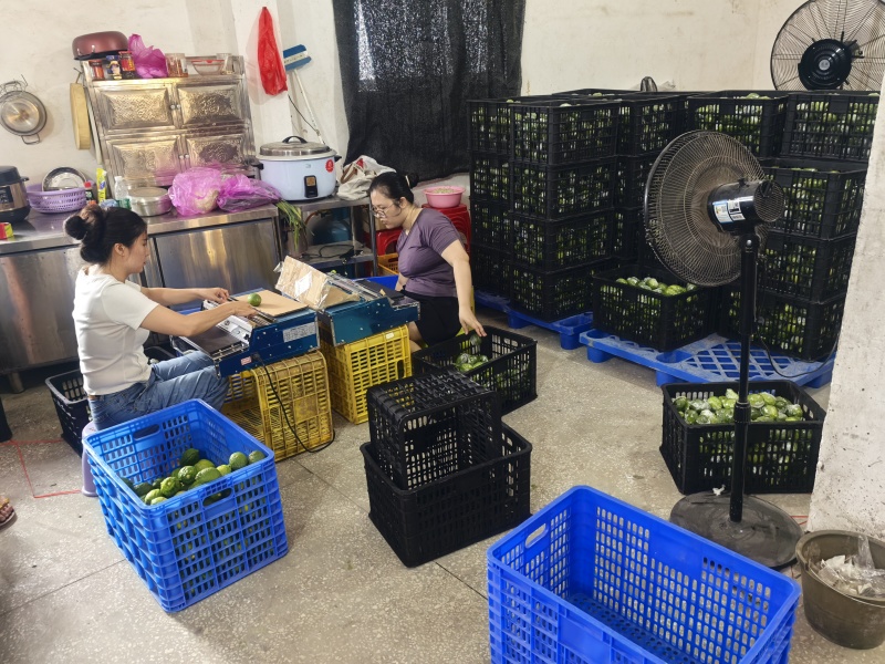 广东香水柠檬