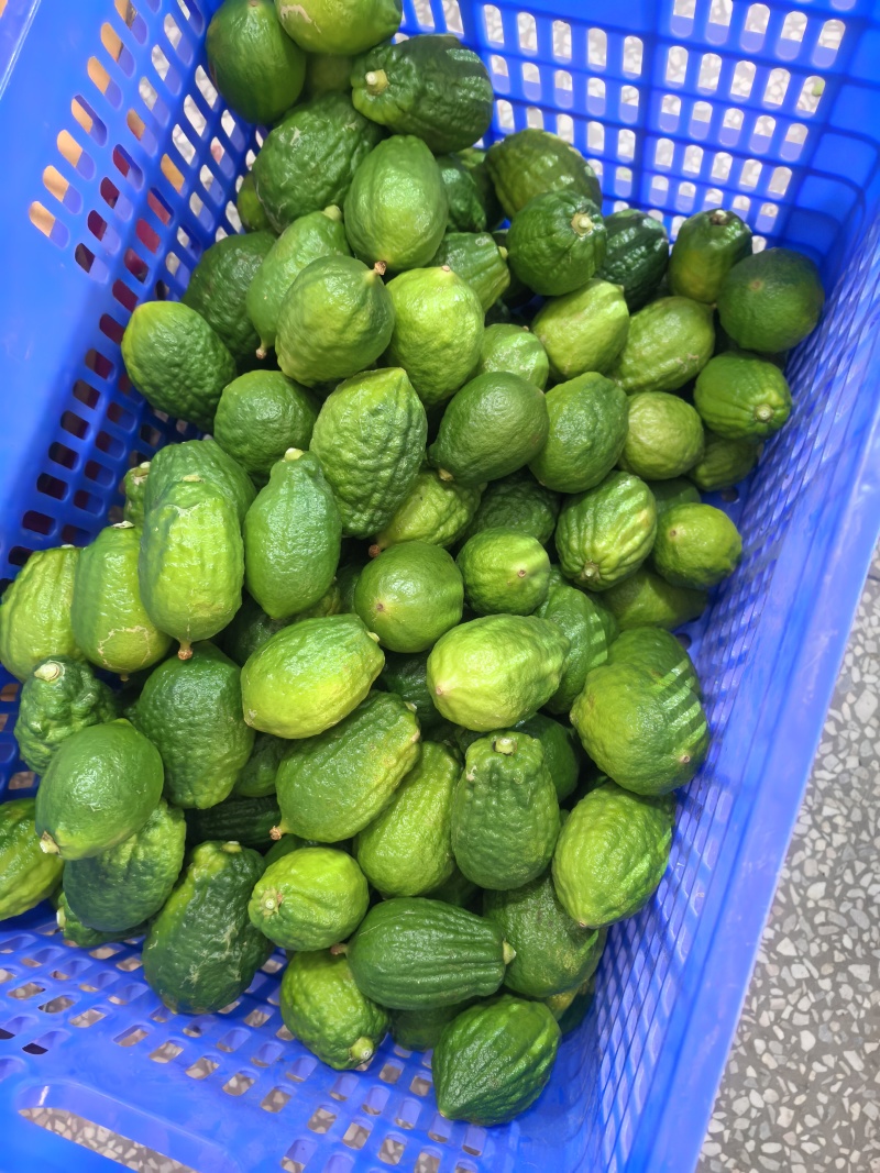 广东香水柠檬