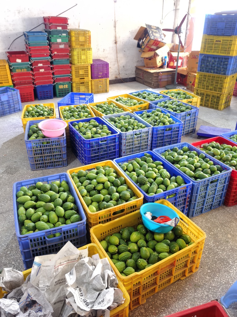 广东香水柠檬