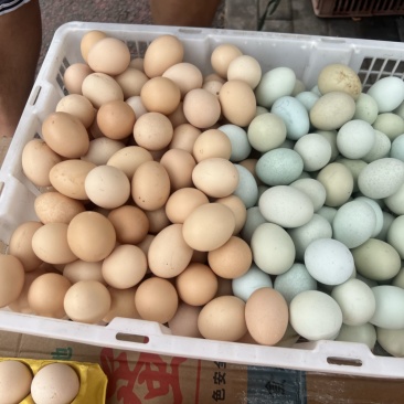新鲜的土鸡蛋需要的联系