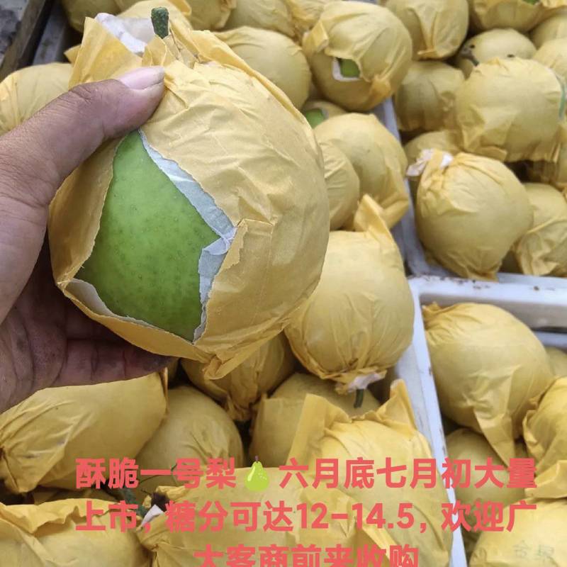 徐州酥脆一号梨，产地直发，，皮薄肉多且核小，糖分高