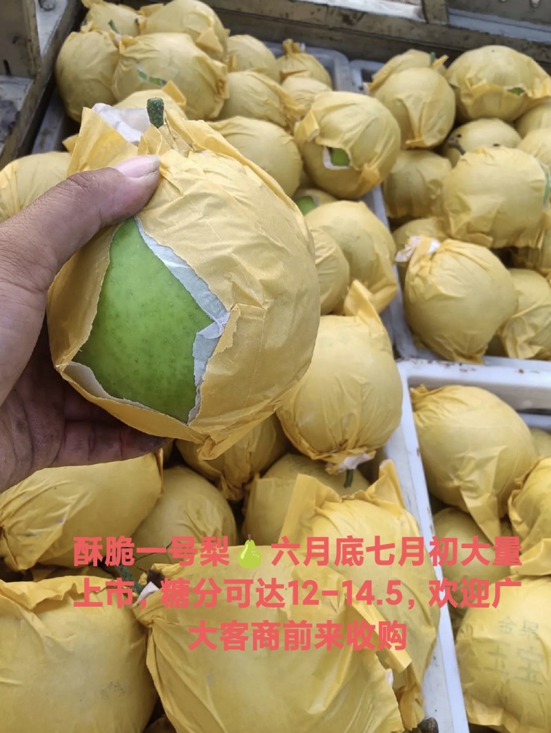 徐州酥脆一号梨，产地直发，，皮薄肉多且核小，糖分高