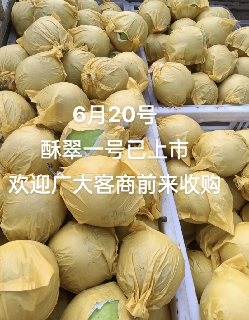 徐州酥脆一号梨，产地直发，，皮薄肉多且核小，糖分高