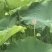 水果莲蓬太空36号，即将上市有需要的老板可以联系
