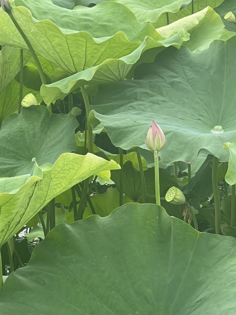 水果莲蓬太空36号，即将上市有需要的老板可以联系