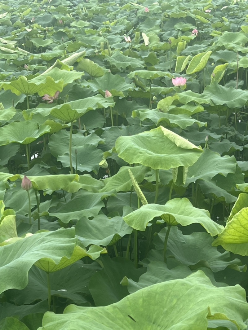 水果莲蓬太空36号，即将上市有需要的老板可以联系