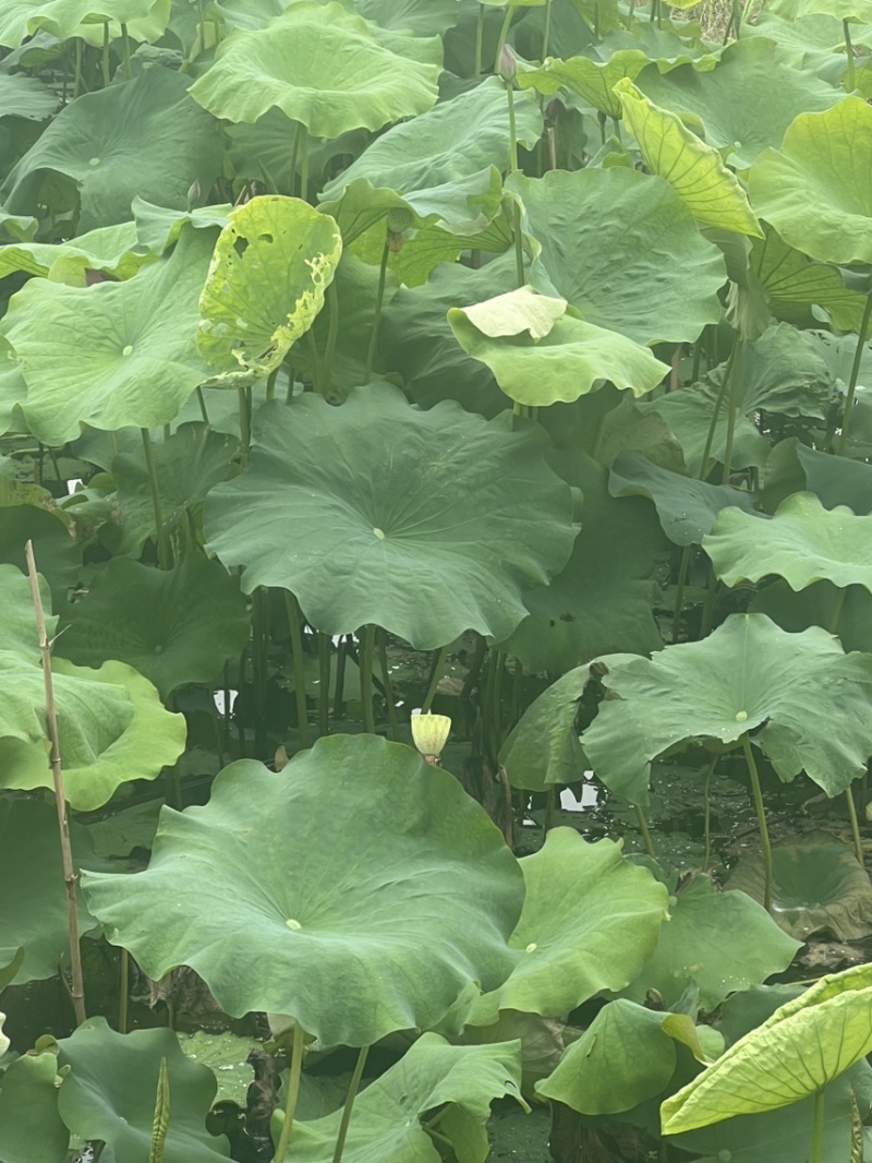 水果莲蓬太空36号，即将上市有需要的老板可以联系