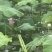 水果莲蓬太空36号，即将上市有需要的老板可以联系