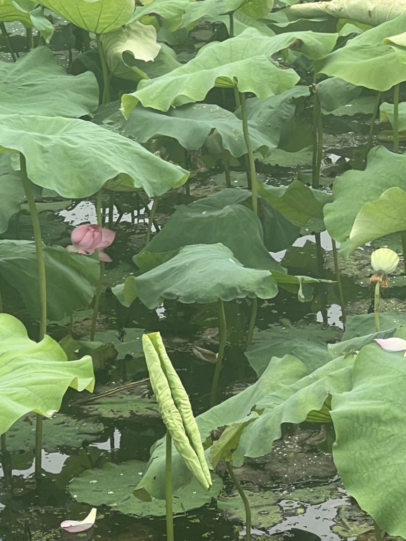 水果莲蓬太空36号，即将上市有需要的老板可以联系