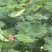 水果莲蓬太空36号，即将上市有需要的老板可以联系