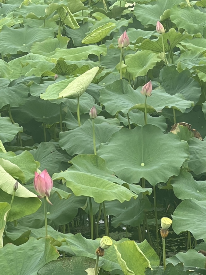 水果莲蓬太空36号，即将上市有需要的老板可以联系