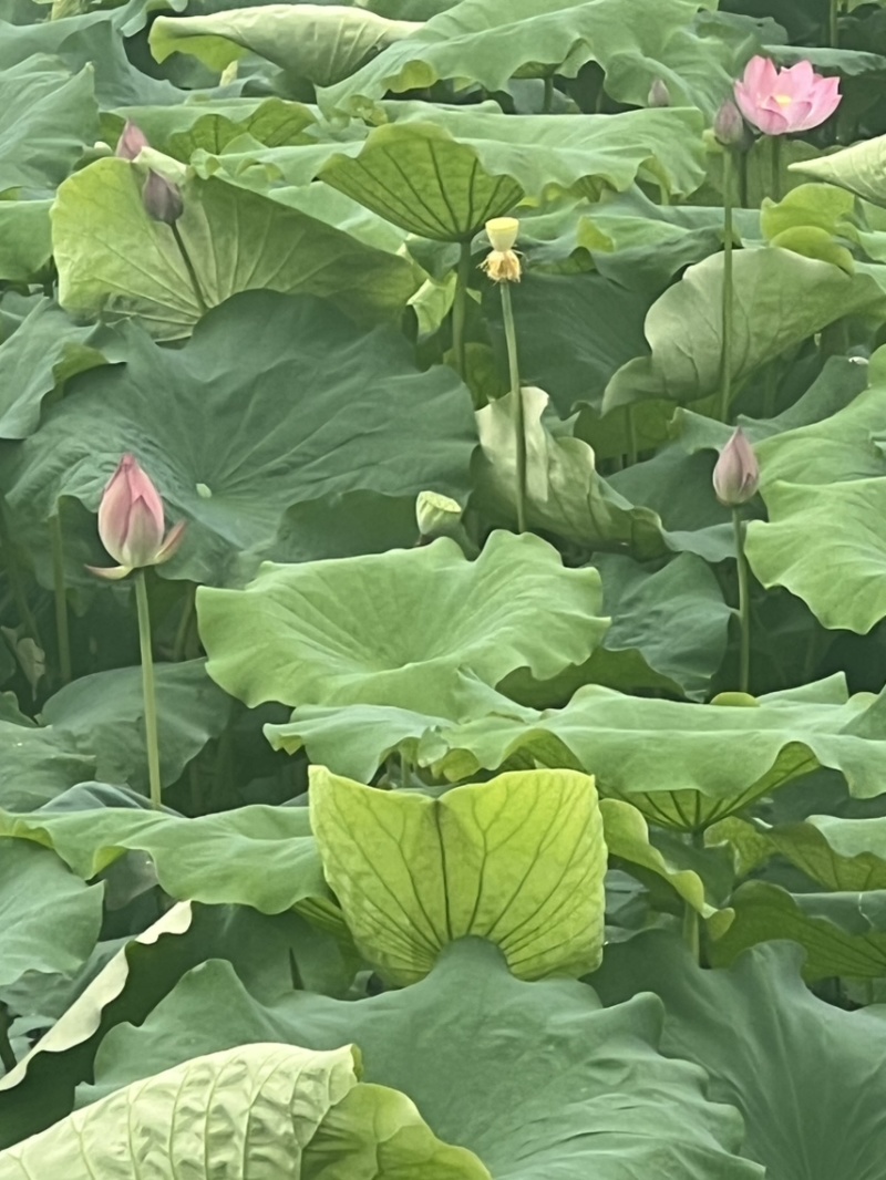 水果莲蓬太空36号，即将上市有需要的老板可以联系