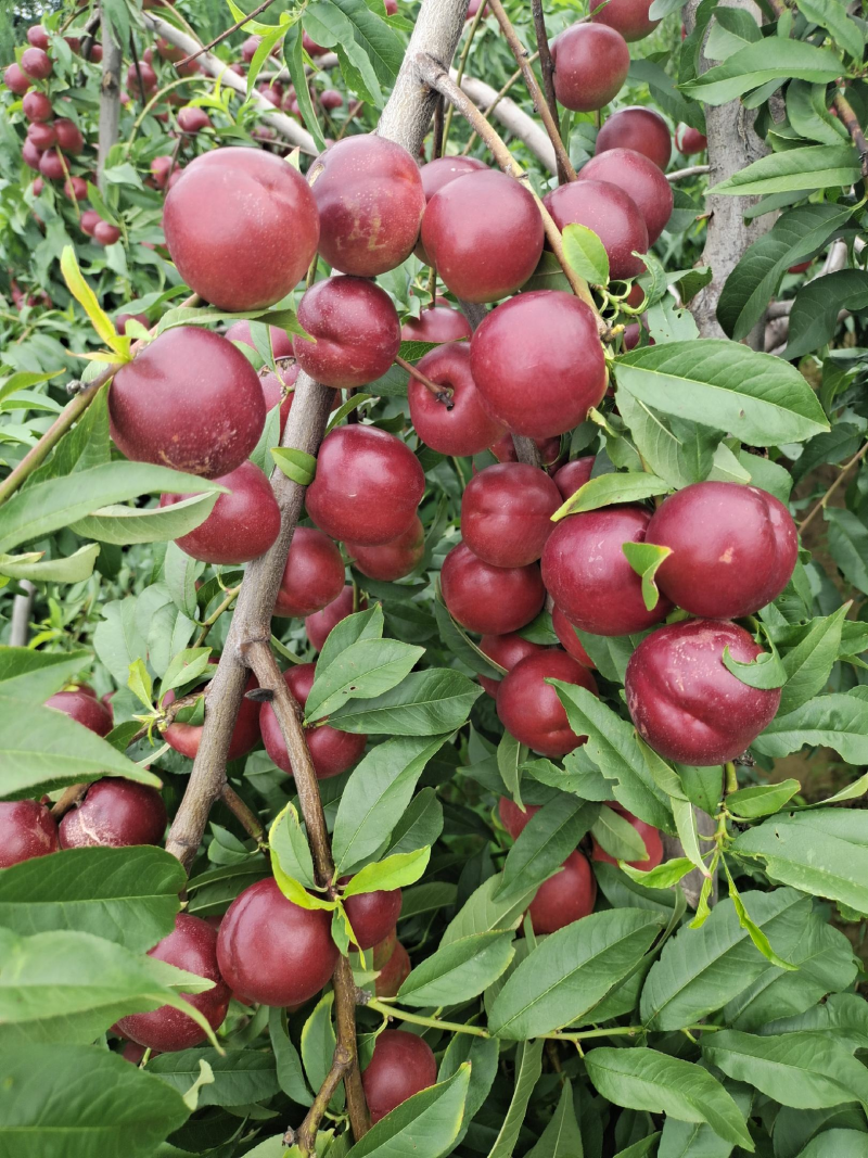 珍珠岩油桃1号，山西珍珠岩油桃产地直供一手货源