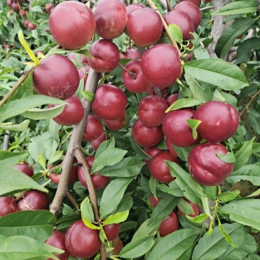 珍珠岩油桃1号，山西珍珠岩油桃产地直供一手货源