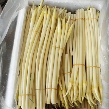 仙桃新鲜藕带（尖）当天采摘当天发货