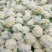 河南菜花开封有机松花菜小米粒80白花菜一手货源代发