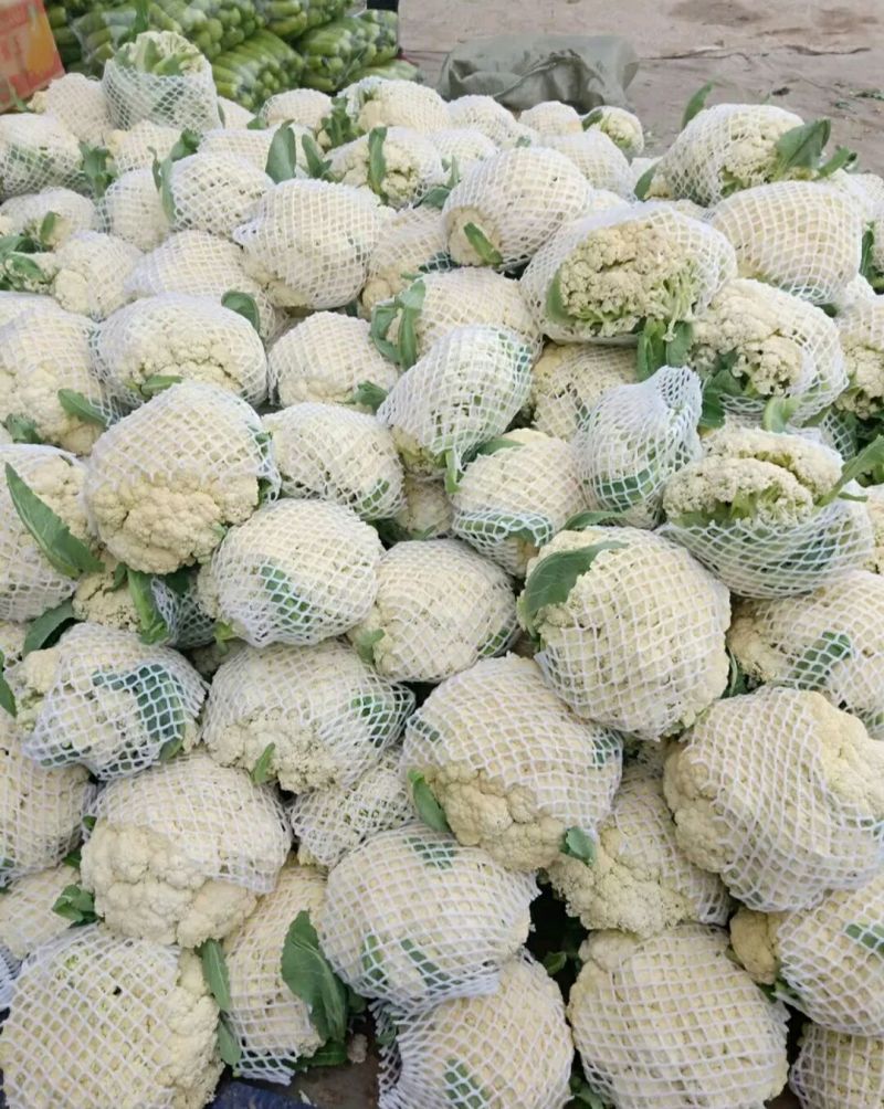 河南菜花开封有机松花菜小米粒80白花菜一手货源代发