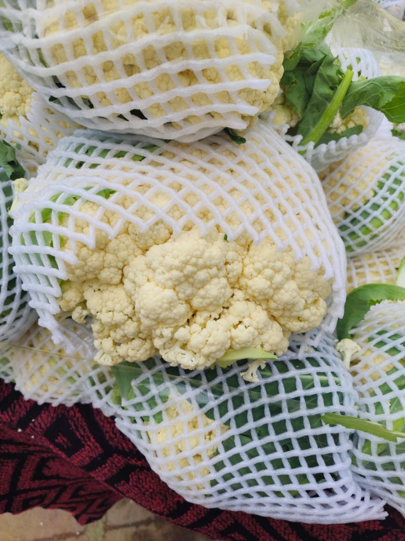 河南菜花开封有机松花菜小米粒80白花菜一手货源代发