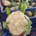 河南菜花开封有机松花菜小米粒80白花菜一手货源代发