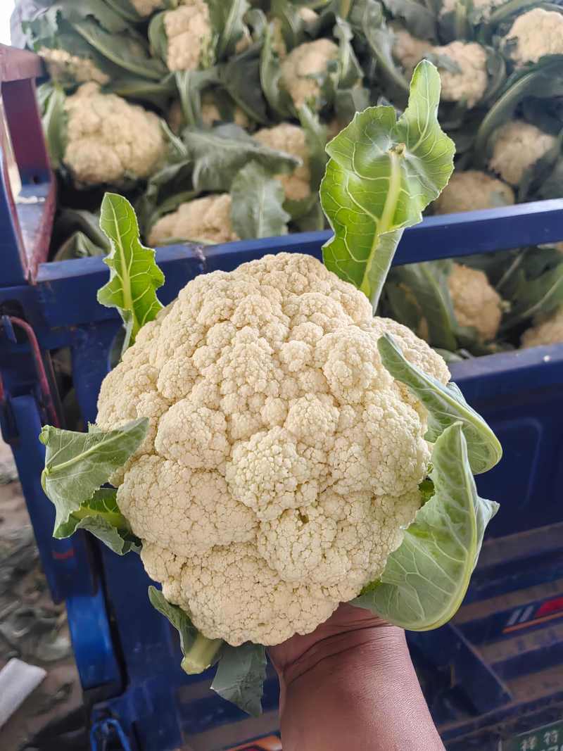 河南菜花开封有机松花菜小米粒80白花菜一手货源代发