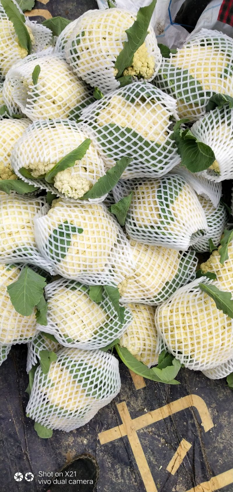 河南菜花开封有机松花菜小米粒80白花菜一手货源代发