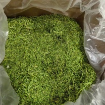 金银花