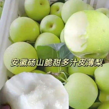 皇冠青梨，产地一手货源，量大优惠，可以视频看货，欢迎合作