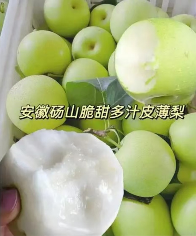 皇冠青梨，产地一手货源，量大优惠，可以视频看货，欢迎合作