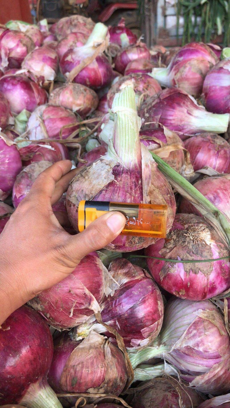 紫皮洋葱河南洋葱扁洋葱一手货源代发代加工货源稳定