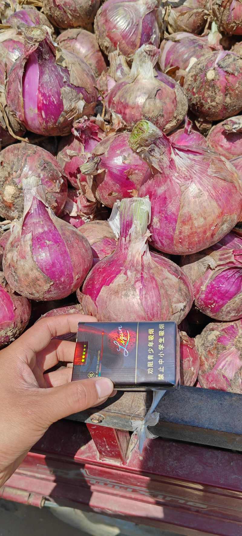 紫皮洋葱河南洋葱扁洋葱一手货源代发代加工货源稳定