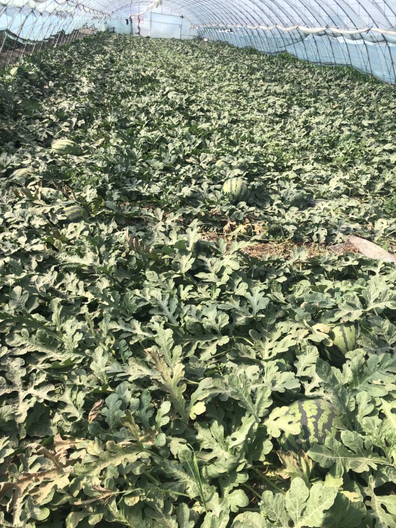 【强烈推荐】吉林地雷瓜/庆红999/东北地雷瓜/包熟包甜
