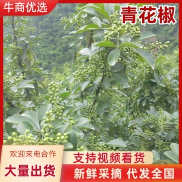 青花椒大量上市一手货源产地直供可视频看货