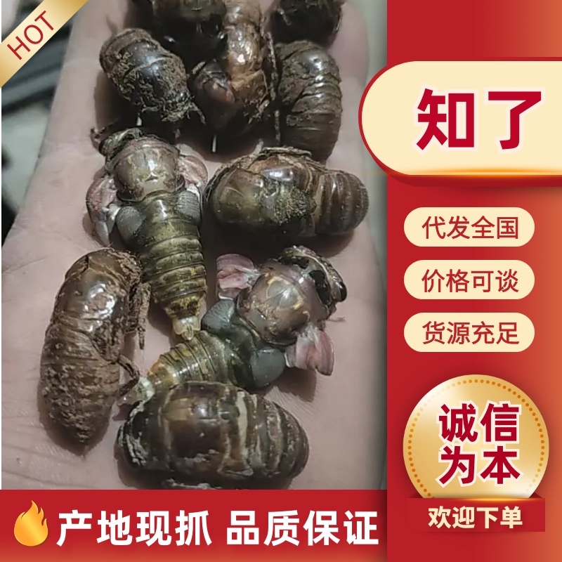 知了大量有货对接各大平台价格美丽可电话详谈