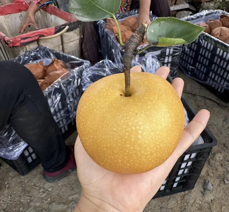 丰水梨大量上市啦，产地直发，糖分高，欢迎广大客商实地考察