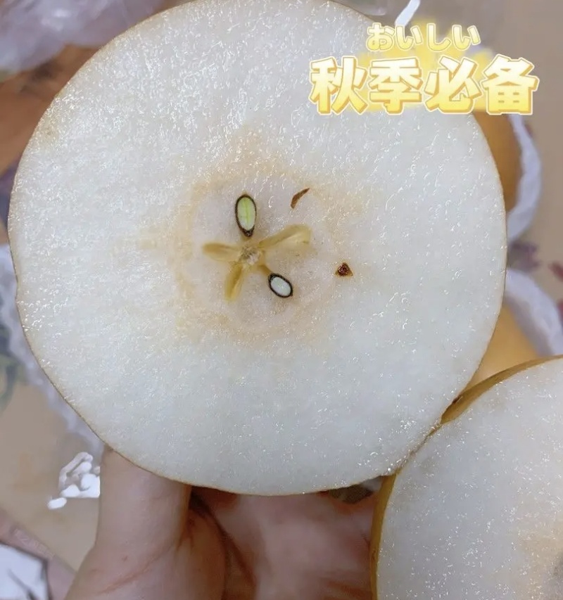 丰水梨大量上市啦，产地直发，糖分高，欢迎广大客商实地考察