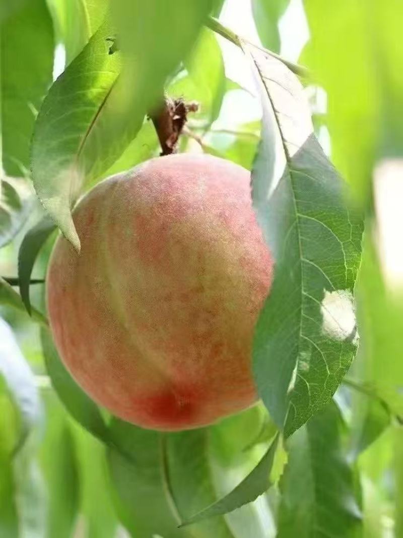 松森水蜜桃