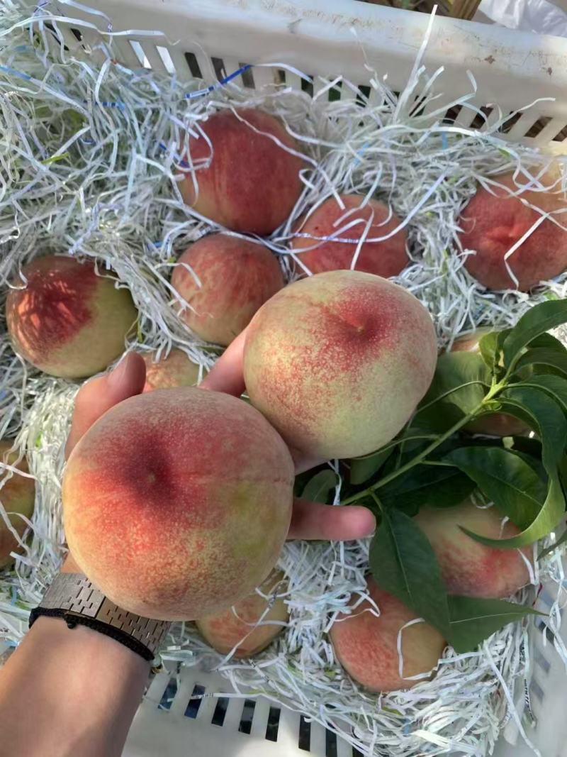 松森水蜜桃