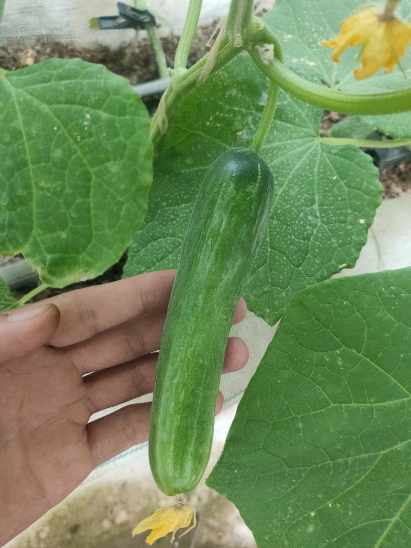 水果黄瓜
