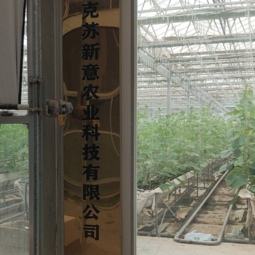 水果黄瓜