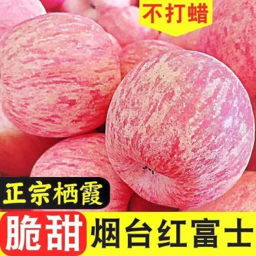 正宗栖霞红富士