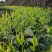 梅占茶苗、梅占茶叶苗、四川梅占茶苗、云南梅占茶苗