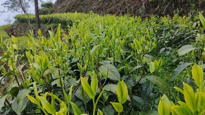 梅占茶苗、梅占茶叶苗、四川梅占茶苗、云南梅占茶苗