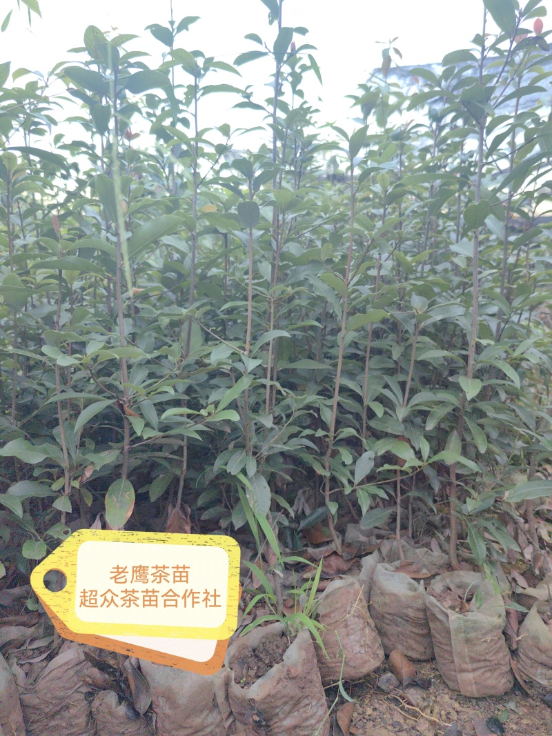 梅占茶苗、梅占茶叶苗、四川梅占茶苗、云南梅占茶苗