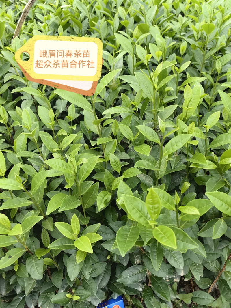 梅占茶苗、梅占茶叶苗、四川梅占茶苗、云南梅占茶苗